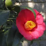 Puccinelli 3*